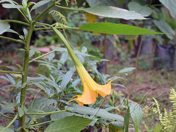 Golden Angel's Trumpet